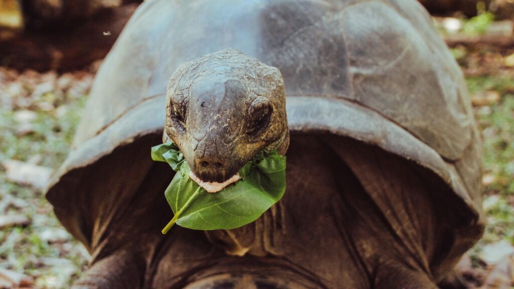 Giant Seychelles Tortoise eating